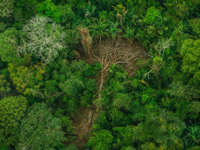 Bu il Amazon meşələrində 72 mindən çox yanğın baş verib