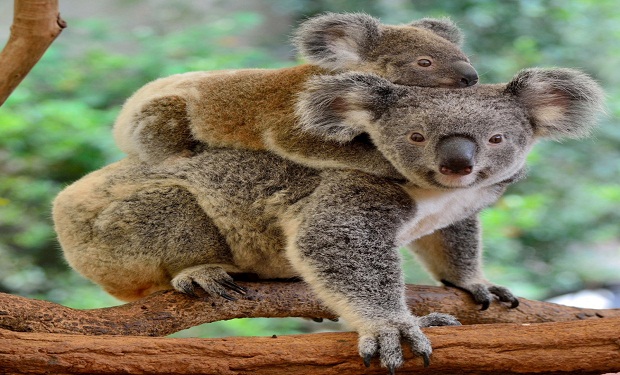 Bala koala oyuncaq ayını anası zənn edərək onu QUCAQLADI — Kövrəldən Video