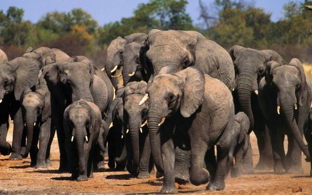  Hindistanda fil sürüsü balanı belə dəfn etdi - VİDEO